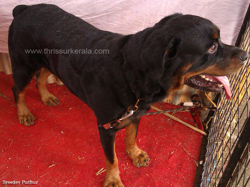 Rottweiler copy